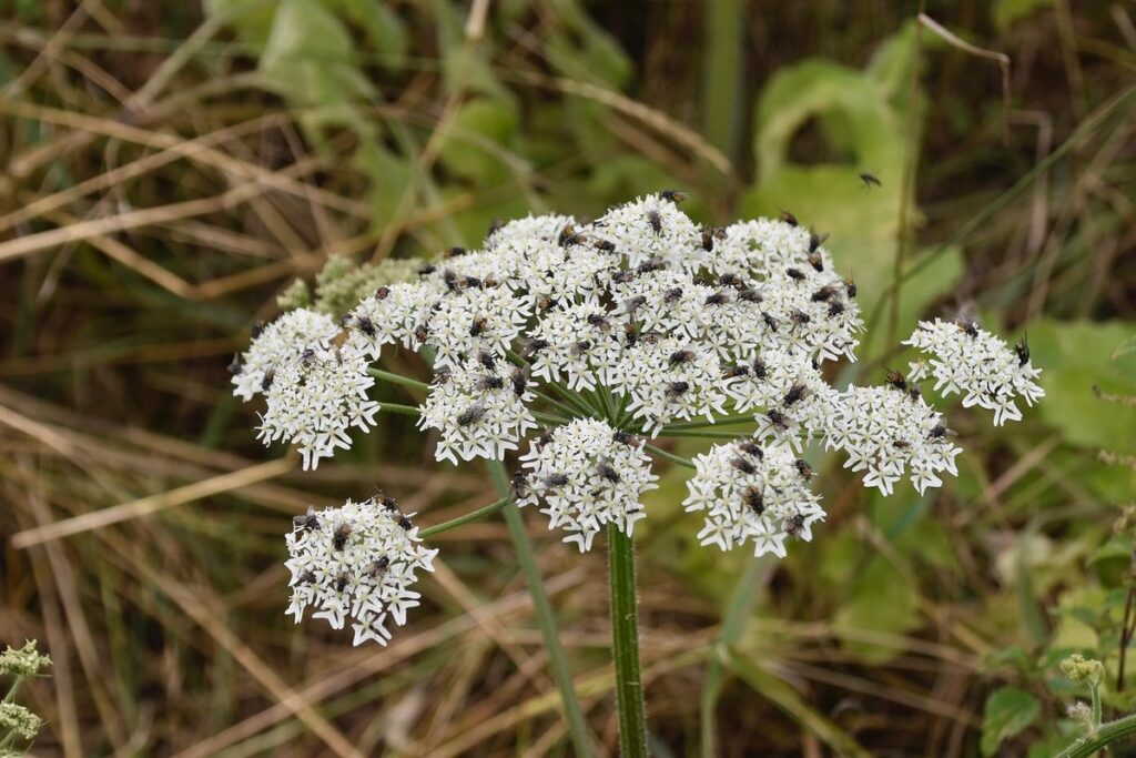 example of a biennial plant