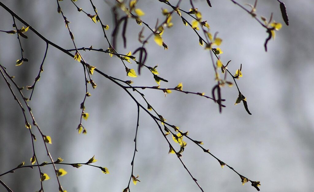 birch plant