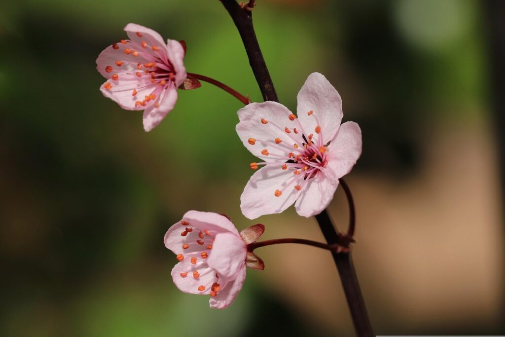 branch trellis