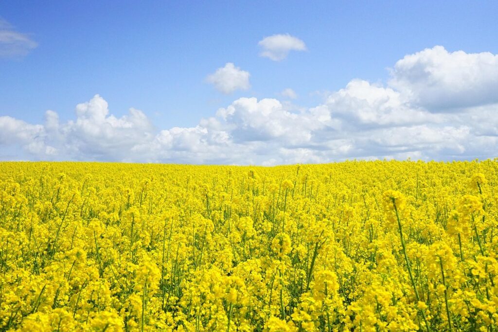 brassica flowers