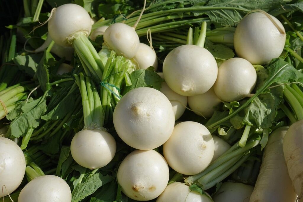 what are brassicas plants