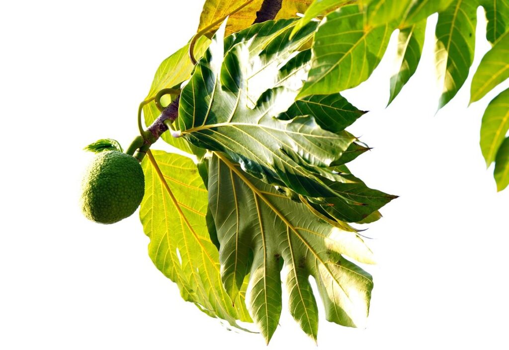 what is a breadfruit plant