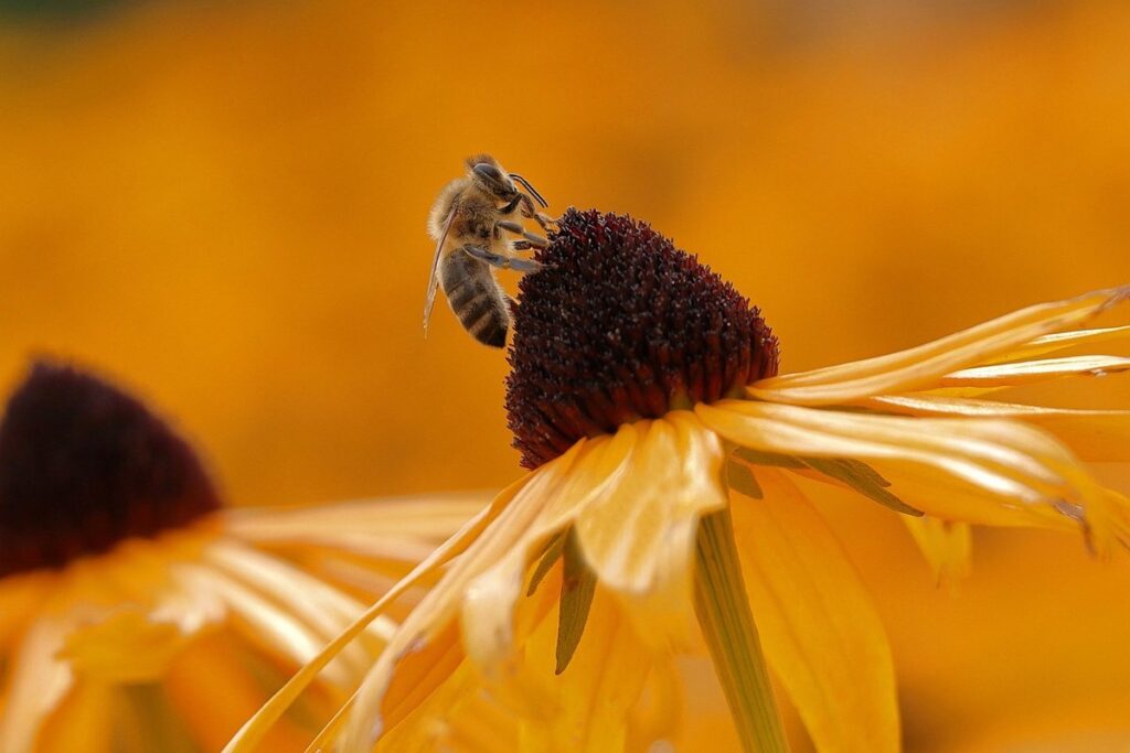 brown eyed susan care