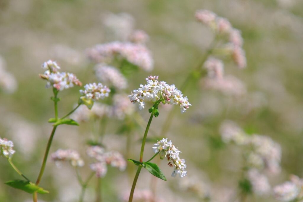 buckwheat blossom