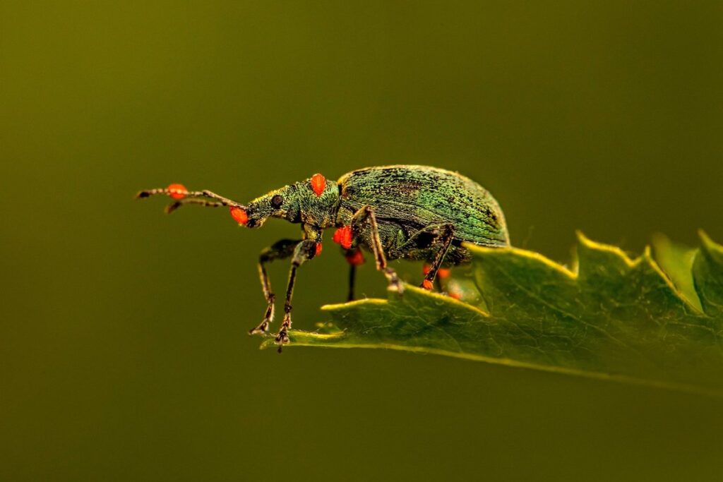bug eating leaf