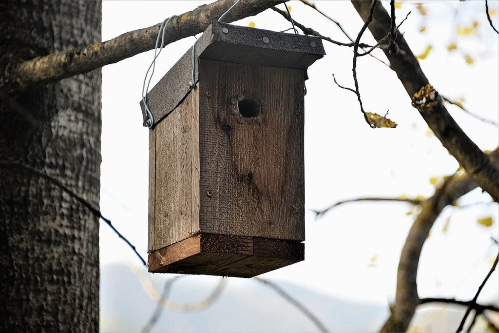 bumblebee nesting box