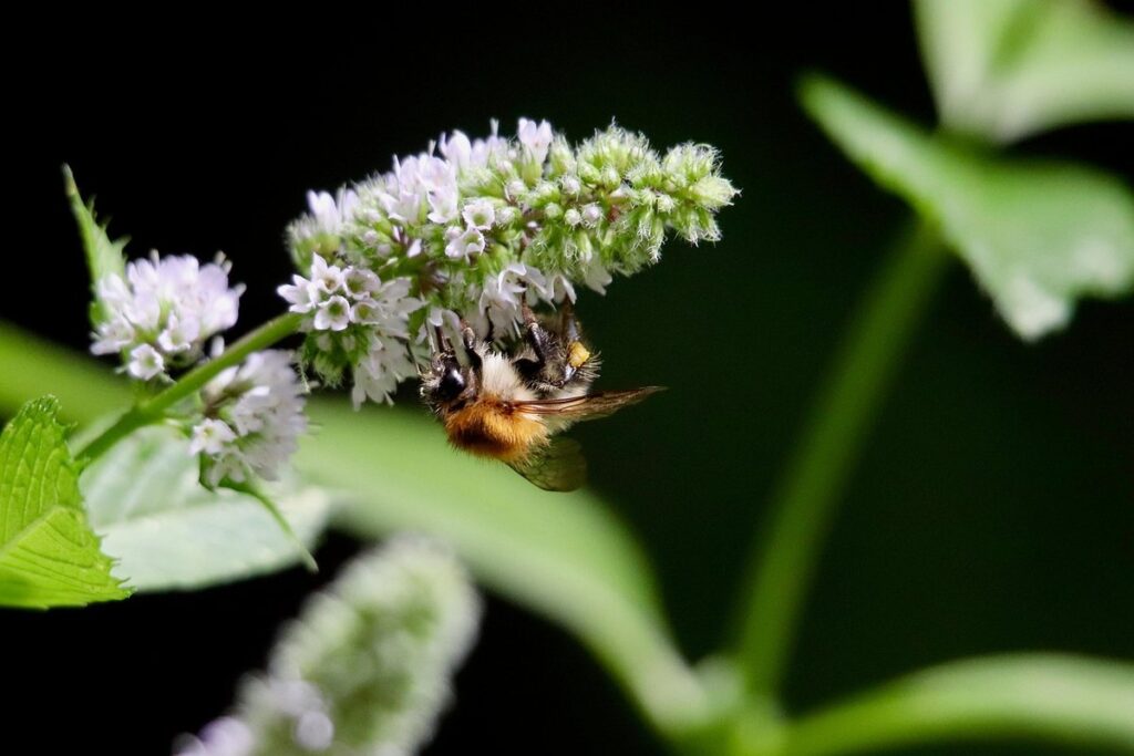 bumblebee pollination of tomatoes