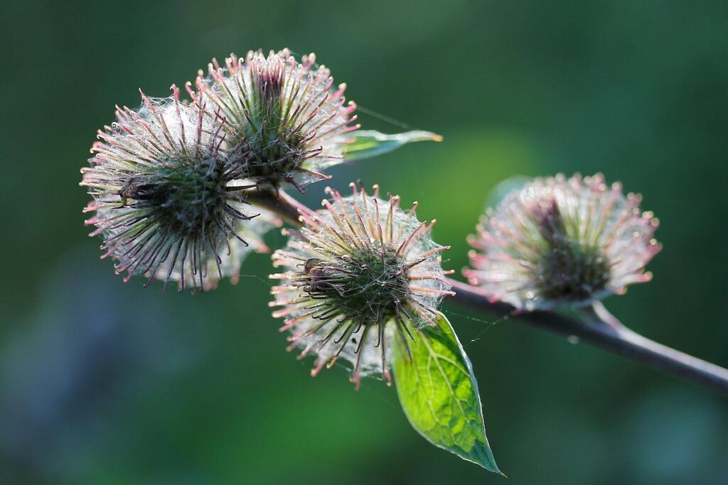 burr plant