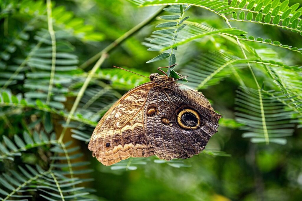 host plants for butterflies