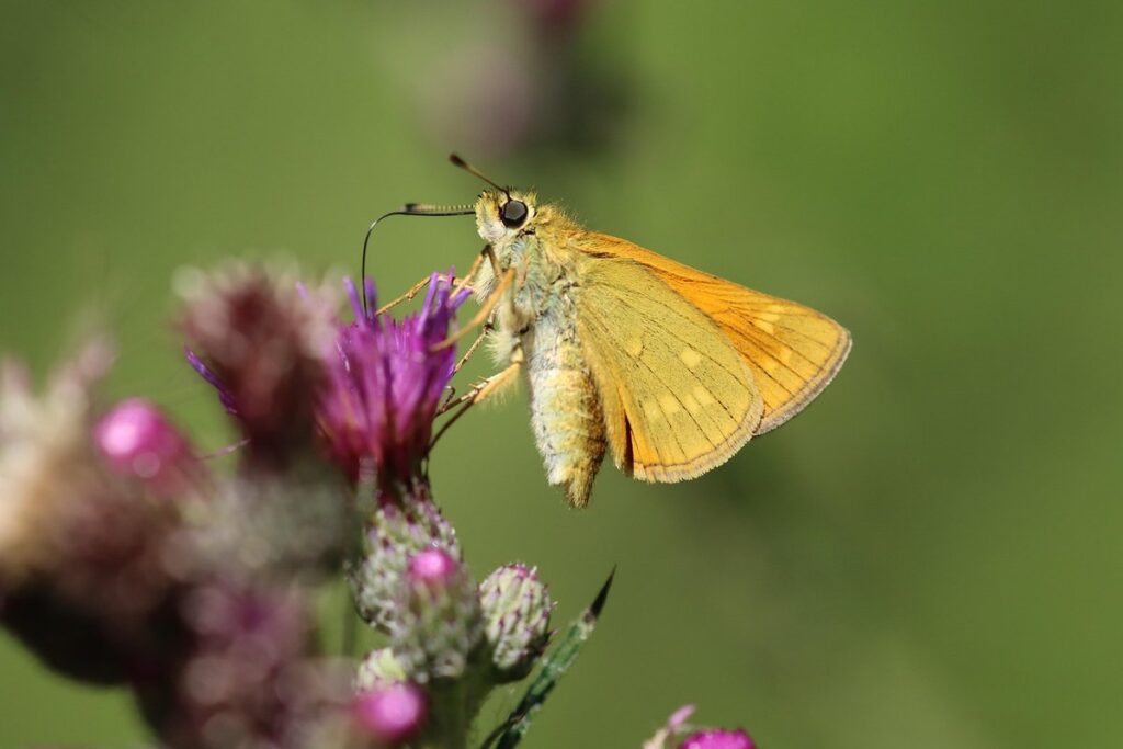 role of butterflies in garden pollination