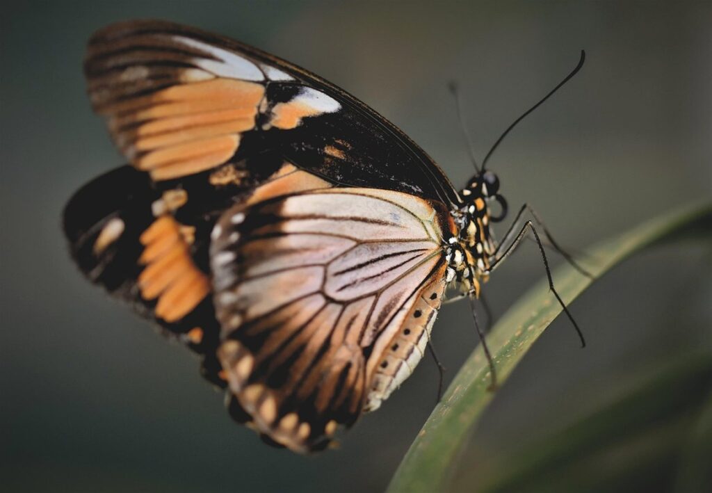 what eats butterflies in gardens