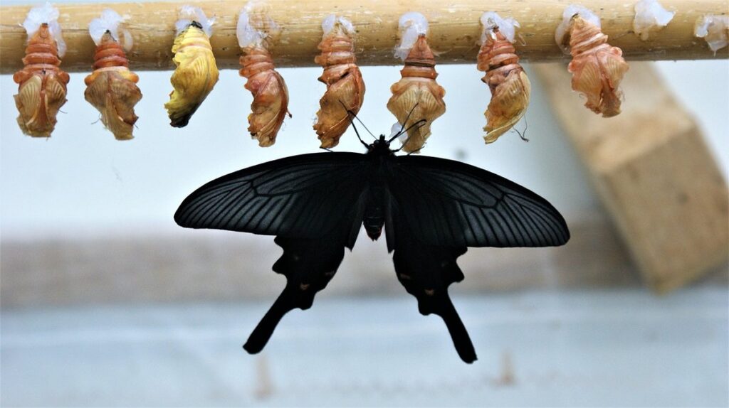 when a caterpillar turns into a butterfly in gardens