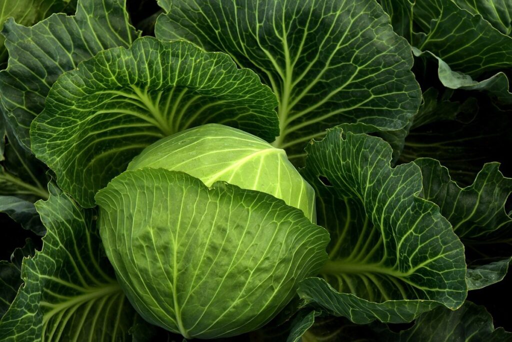 companion plants for cabbage
