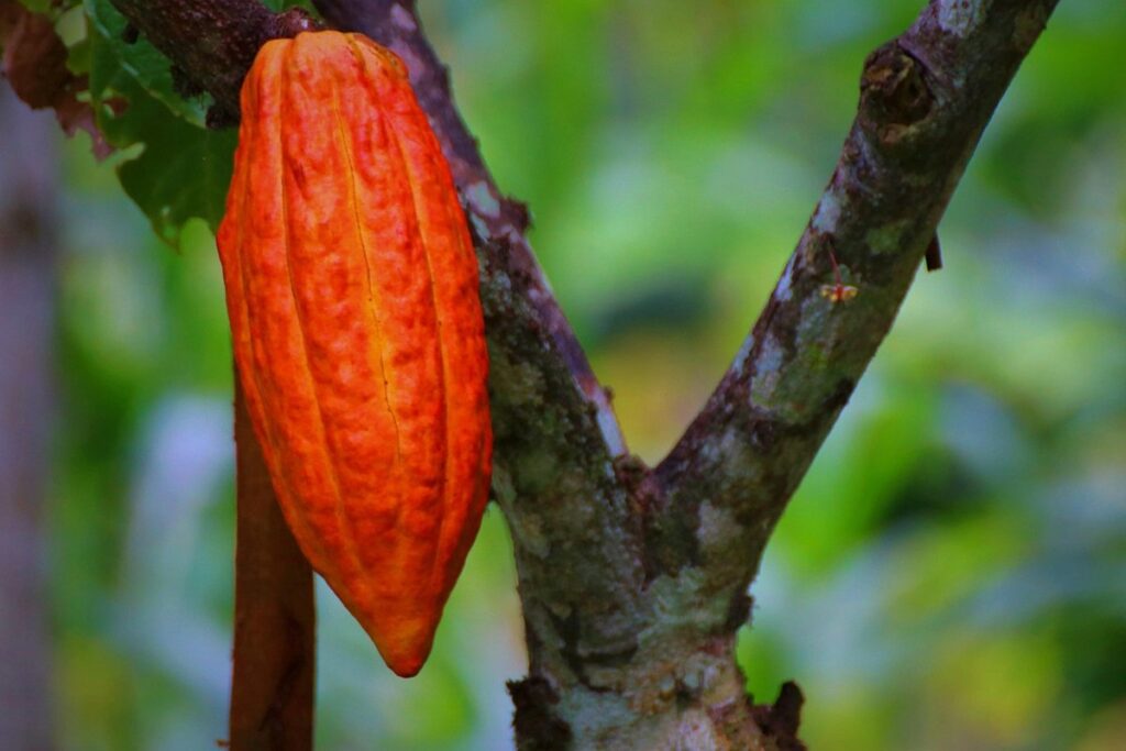 cacao fertilizer