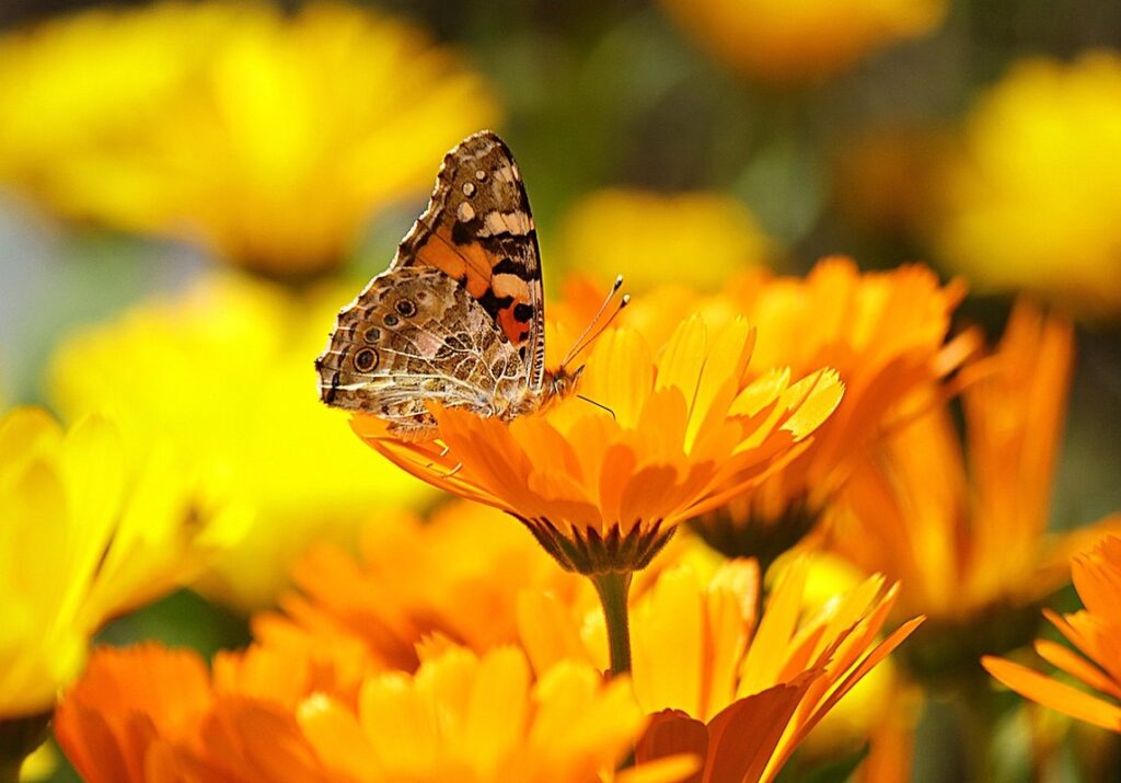 calendula companion plants