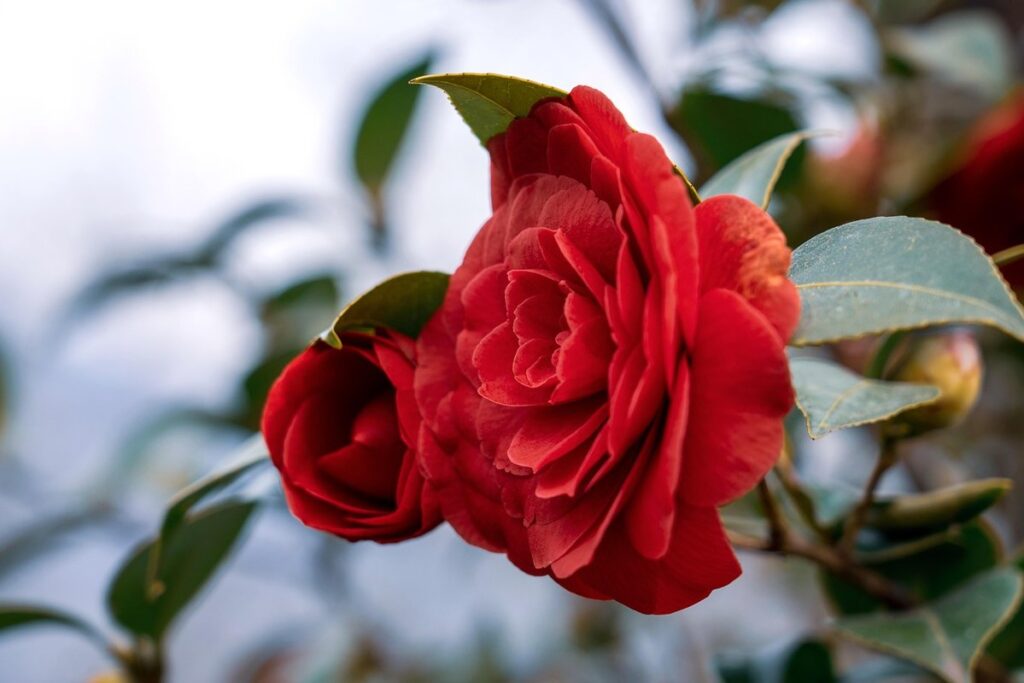 camellia bush care