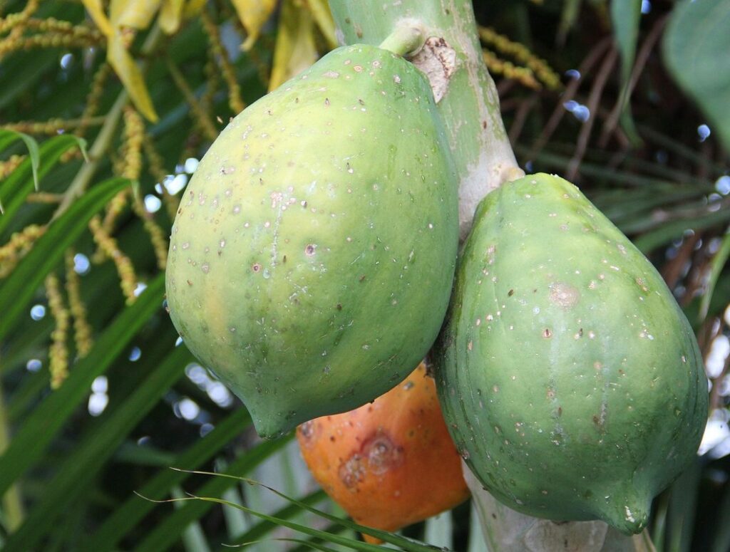 carica papaya cultivation