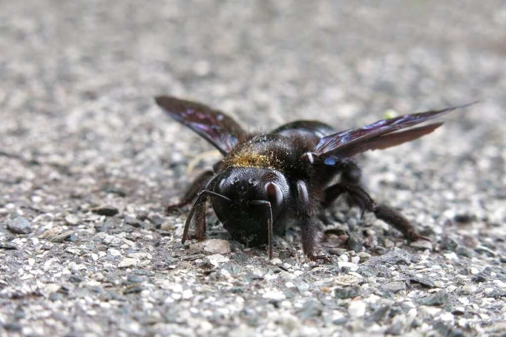 carpenter bee repellent