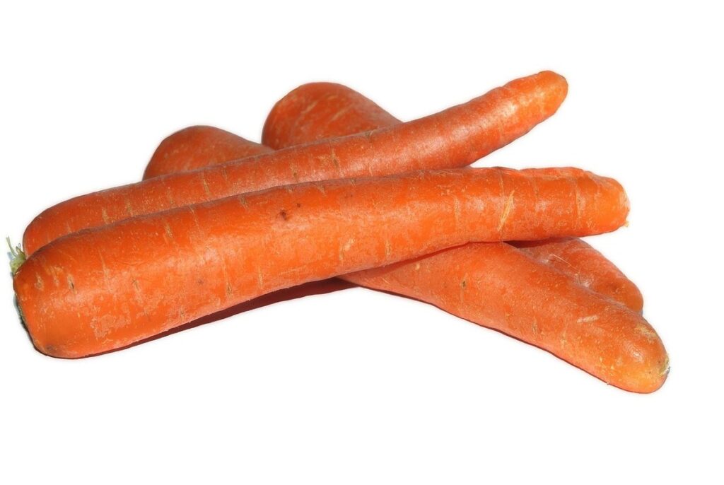 carrot plant