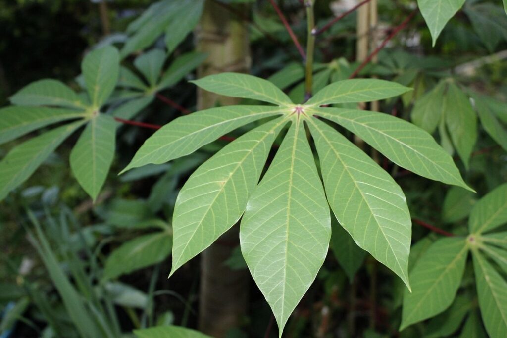 cassava ph for gardening
