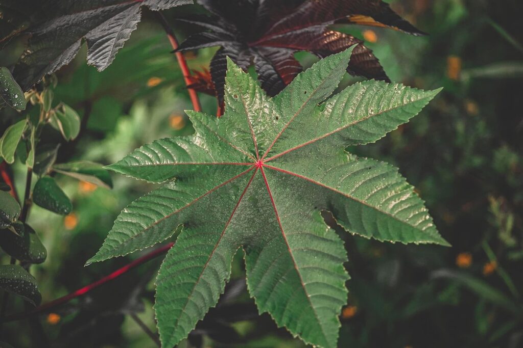 castor bean plant care