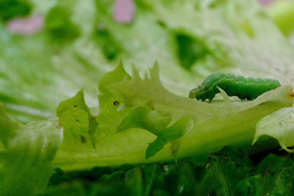 do caterpillars eat lettuce in gardens