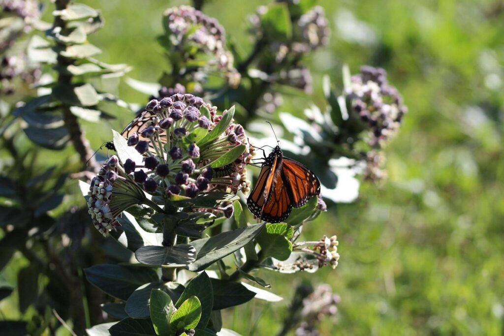 caterpillar host plants for gardens
