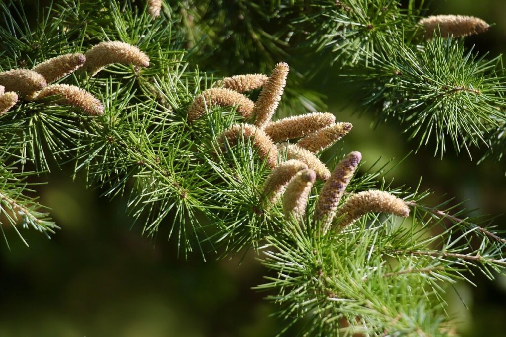cedar tree