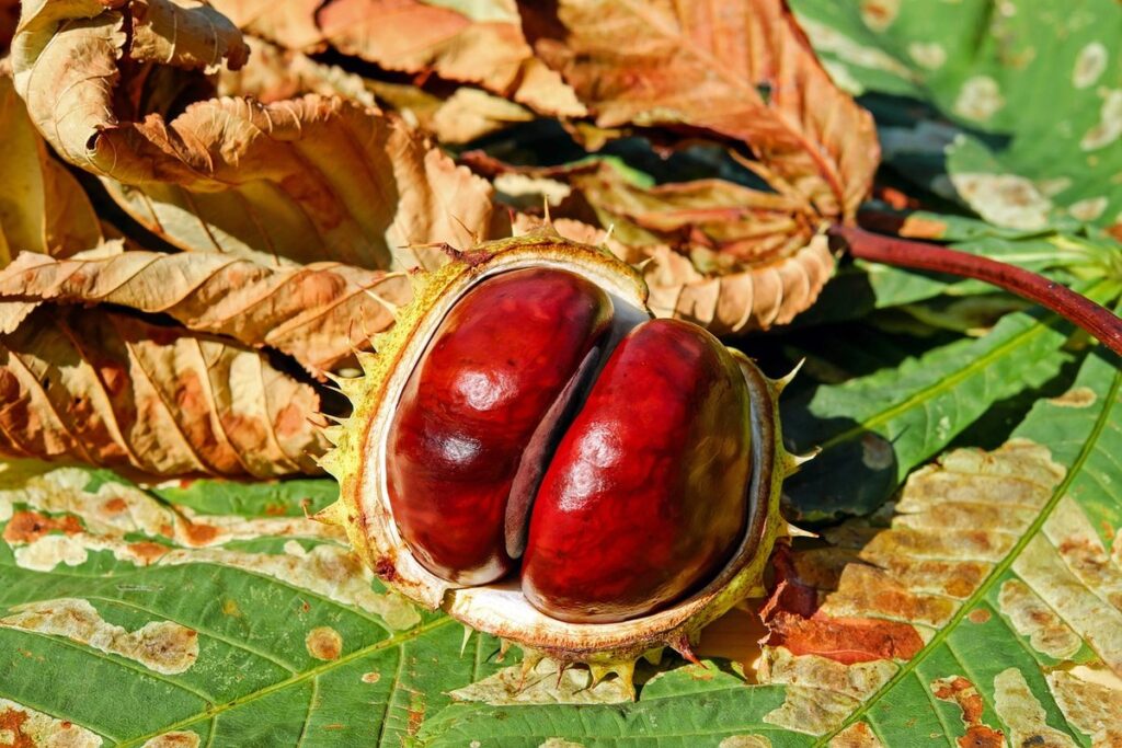 chestnut trees for pollinators