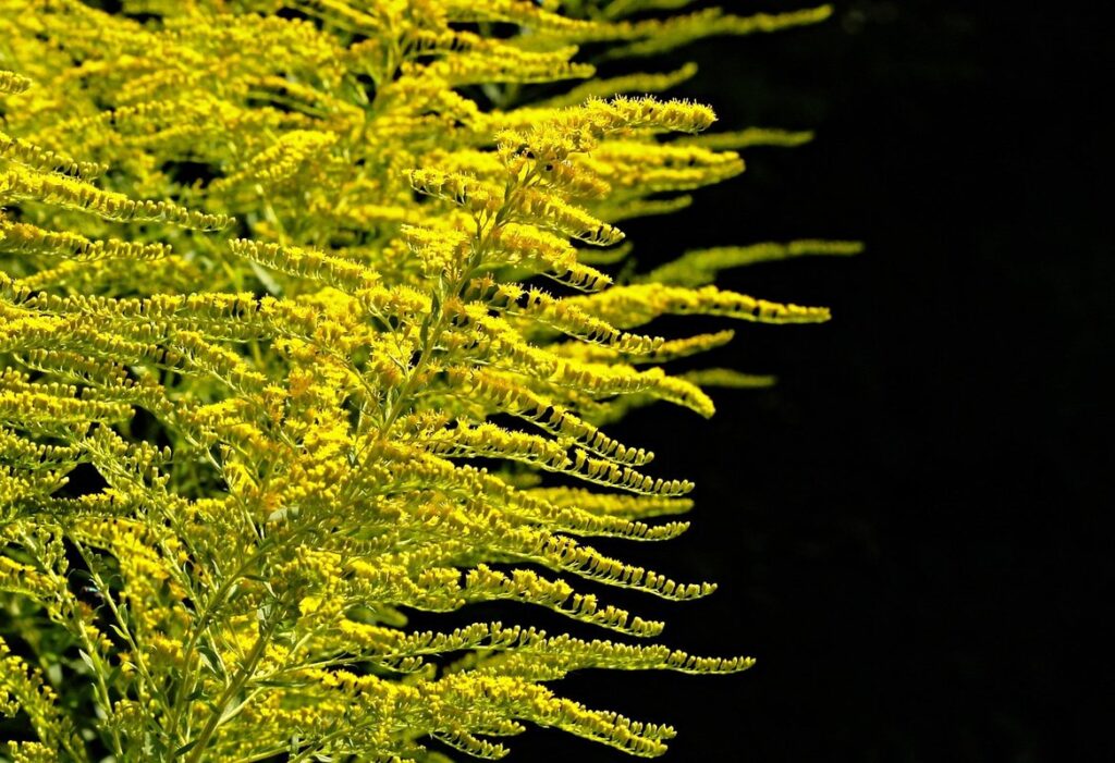 chicken-friendly garden plants