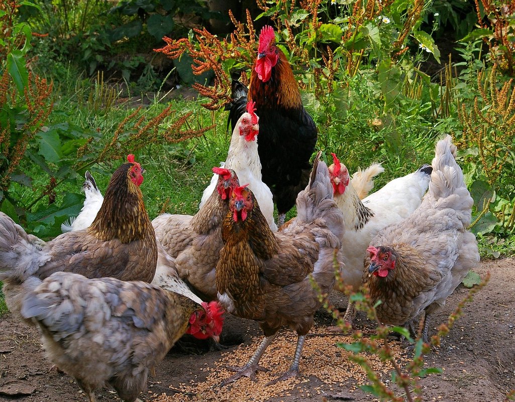 chicken run garden