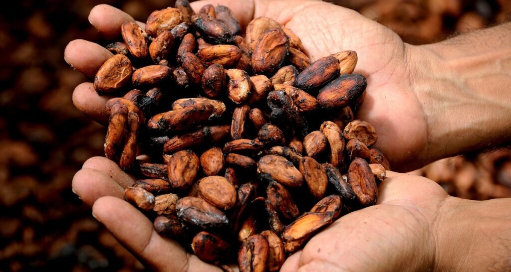 where do you grow cocoa beans