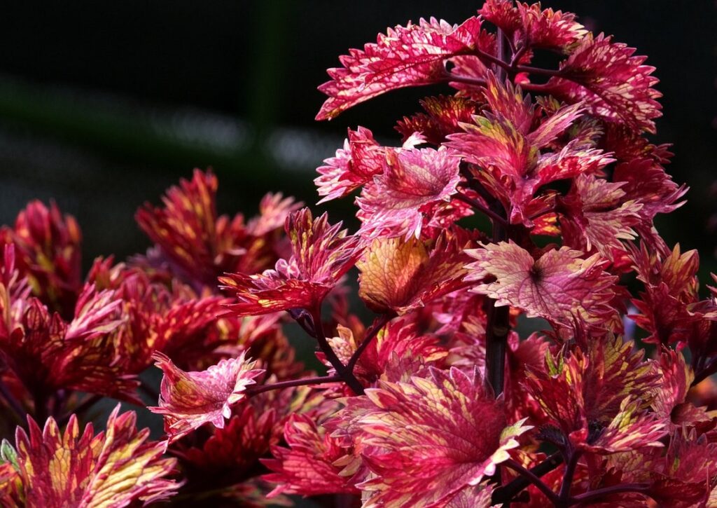 coleus scutellarioides growing tips