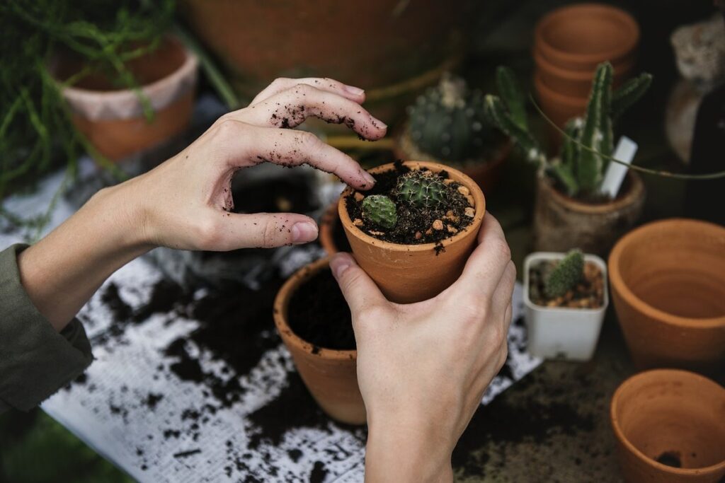 companion planting for plant health