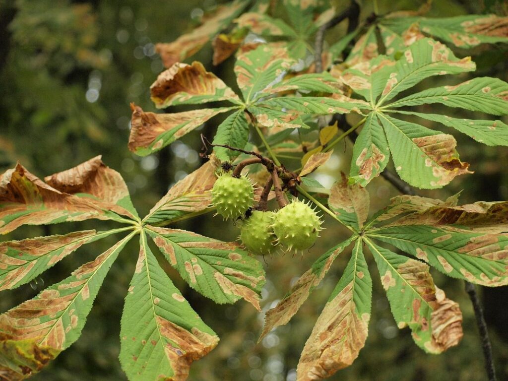 Conker tree nursery