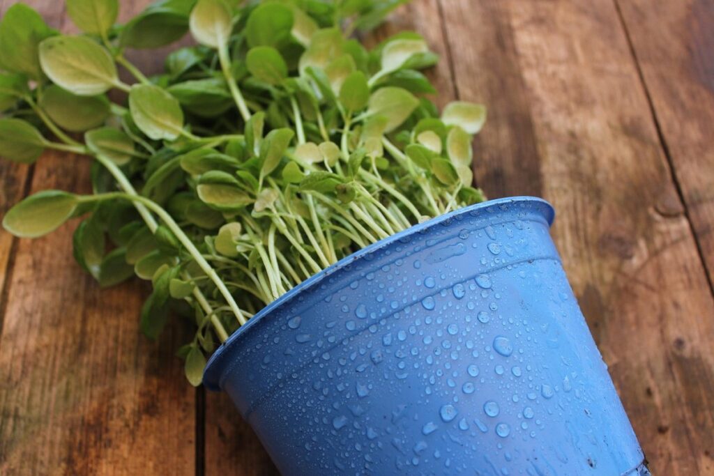 container gardening with pollinator plants