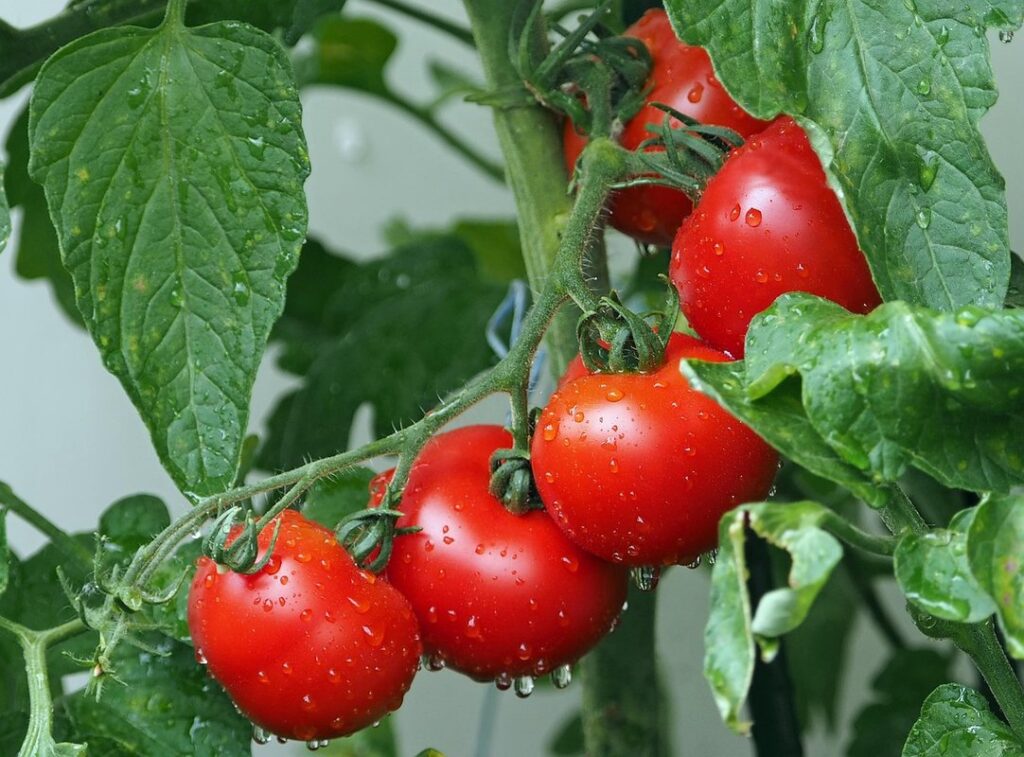 Container tomatoes