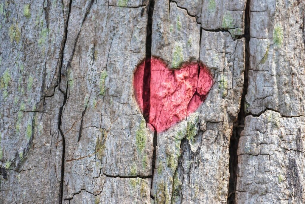 coppiced tree