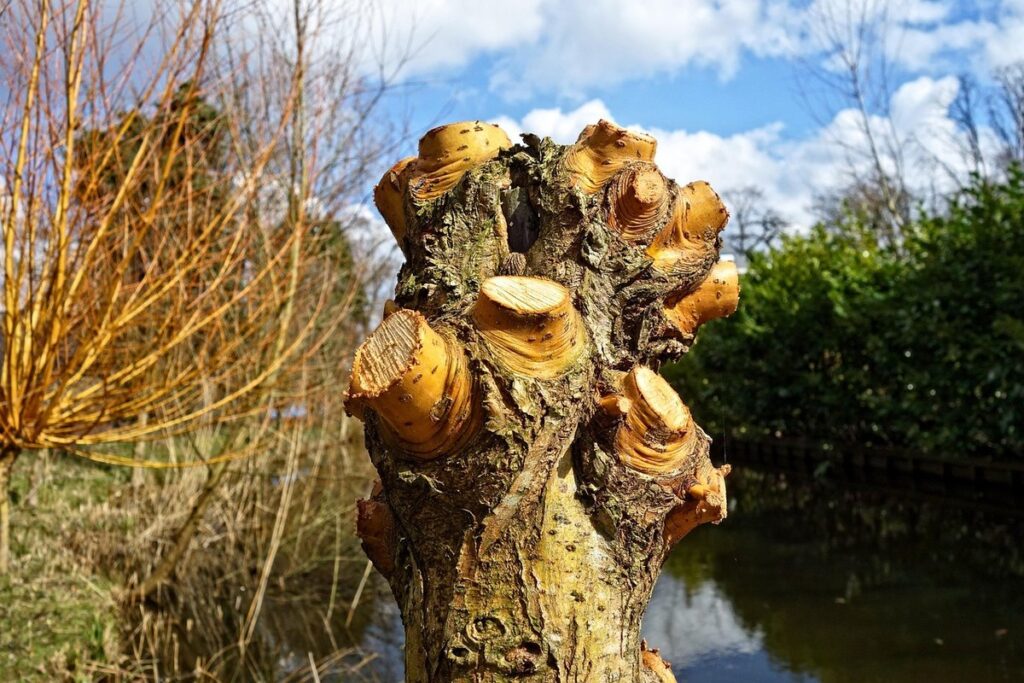 coppicing and pollarding