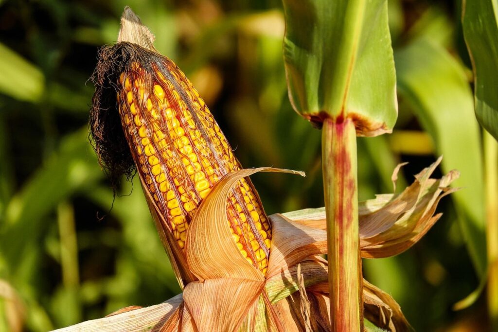 how long does corn take to grow
