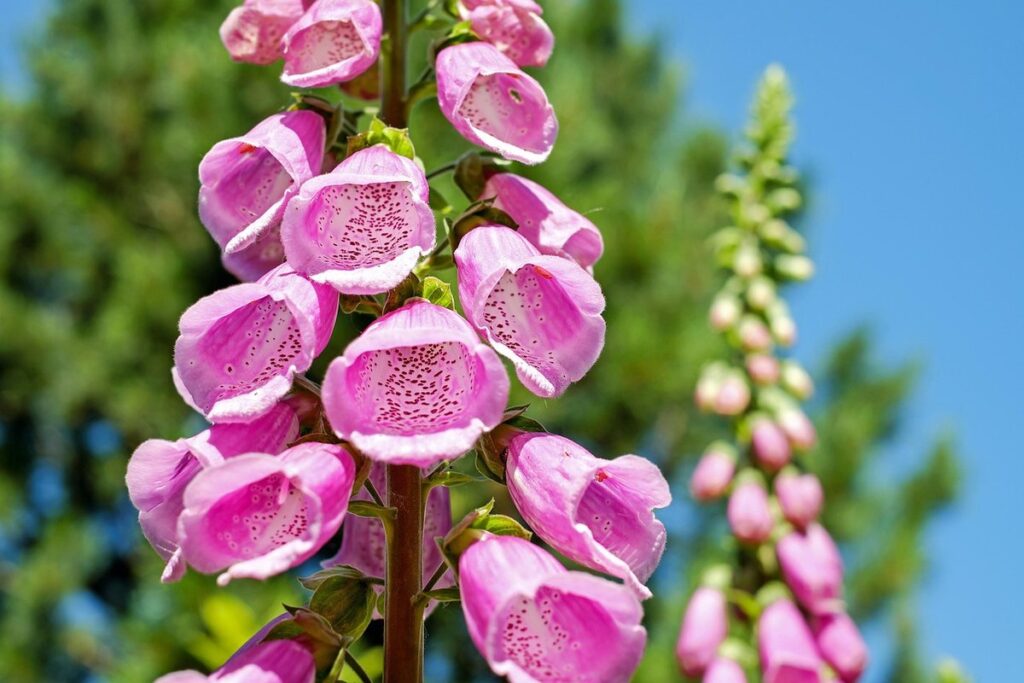 creating a vertical garden
