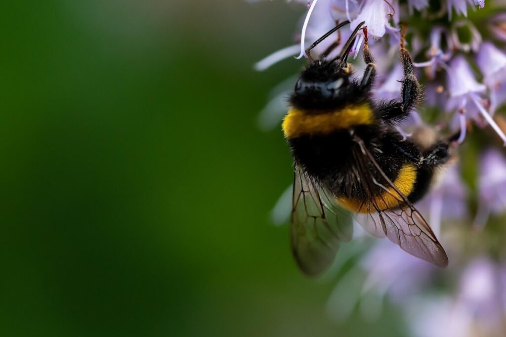 creating a vertical pollinator garden