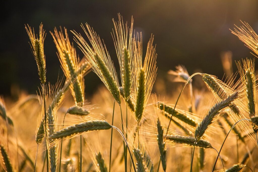 cultivating land