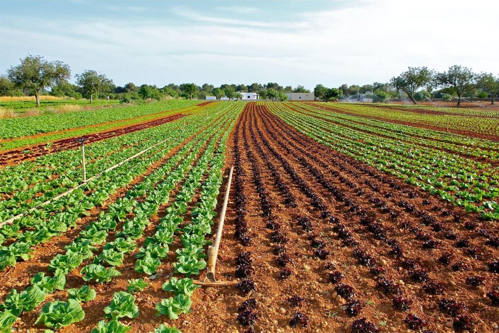 cultivation of lettuce