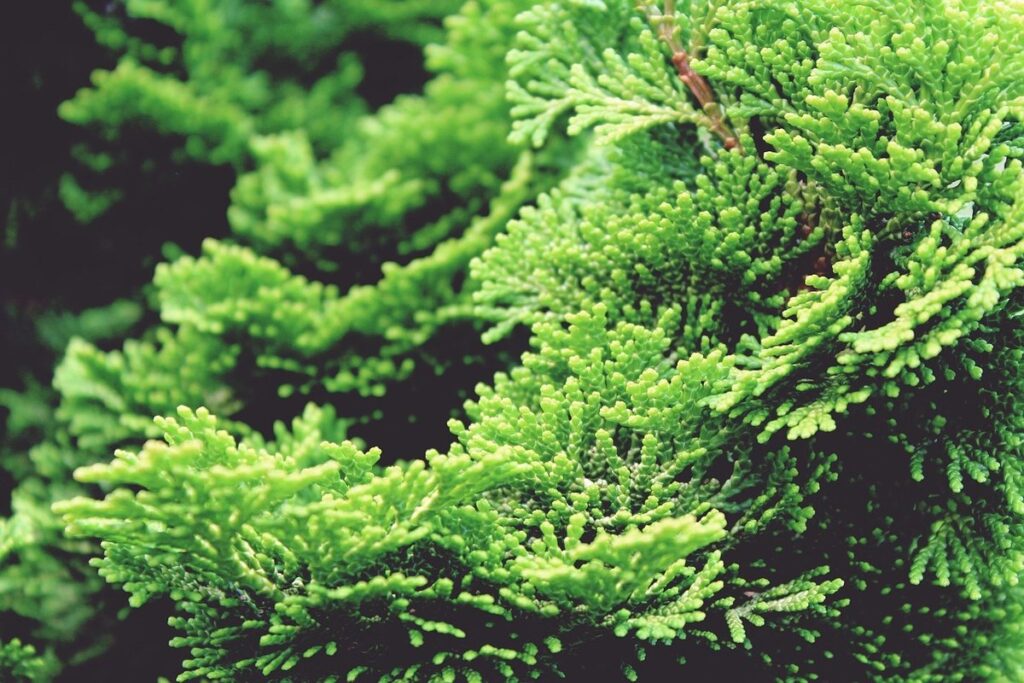 cypress tree