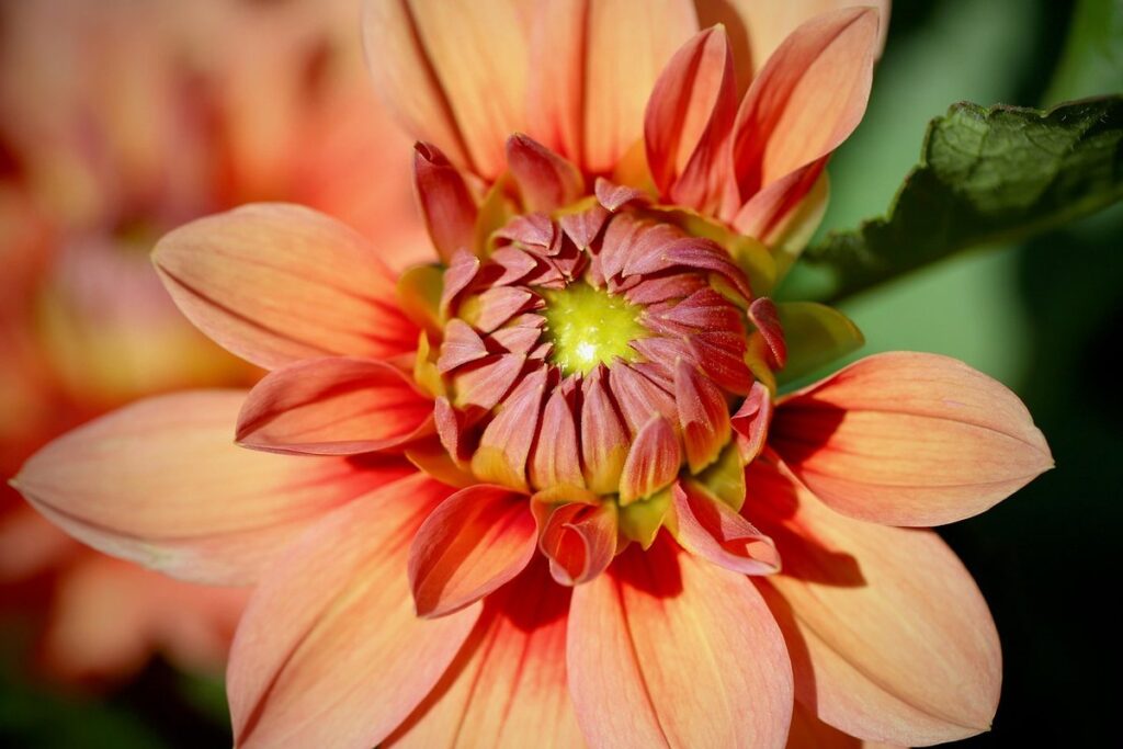 dahlias for pollinators