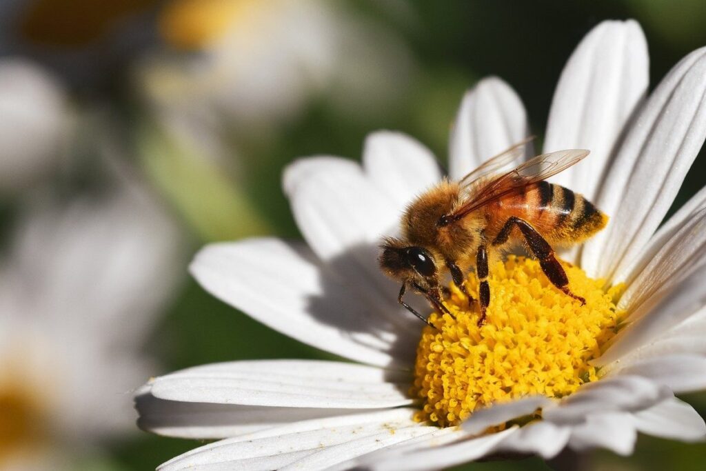 daisies for pollinators