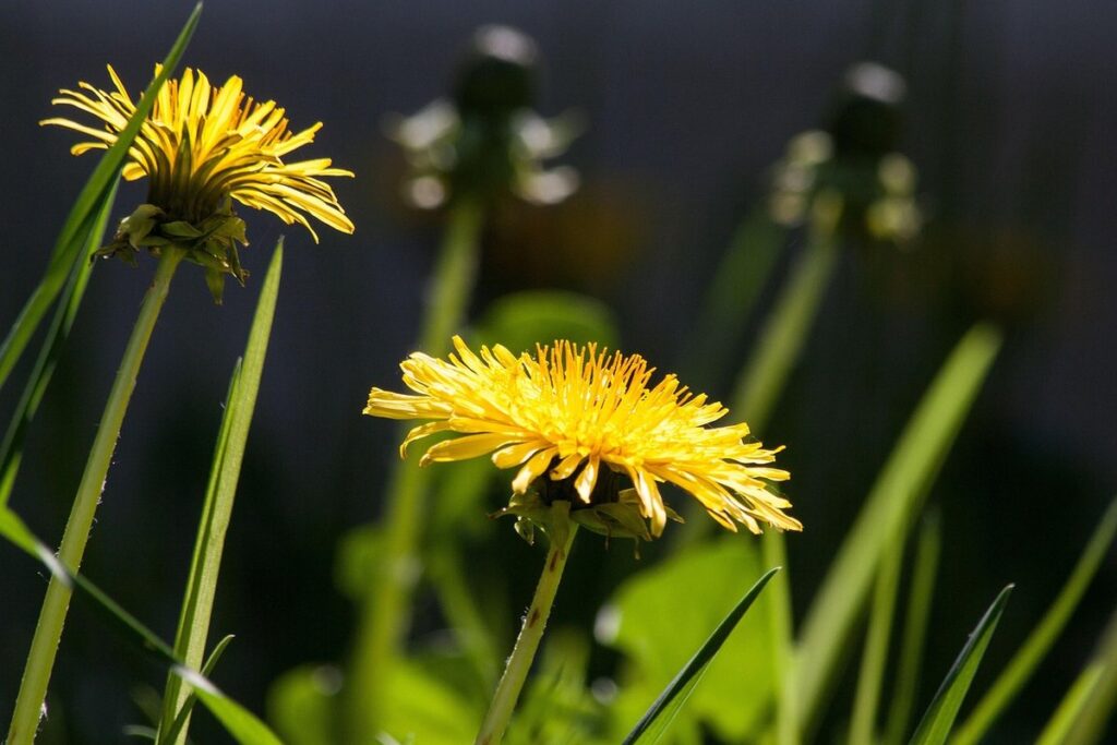 dandelion bee