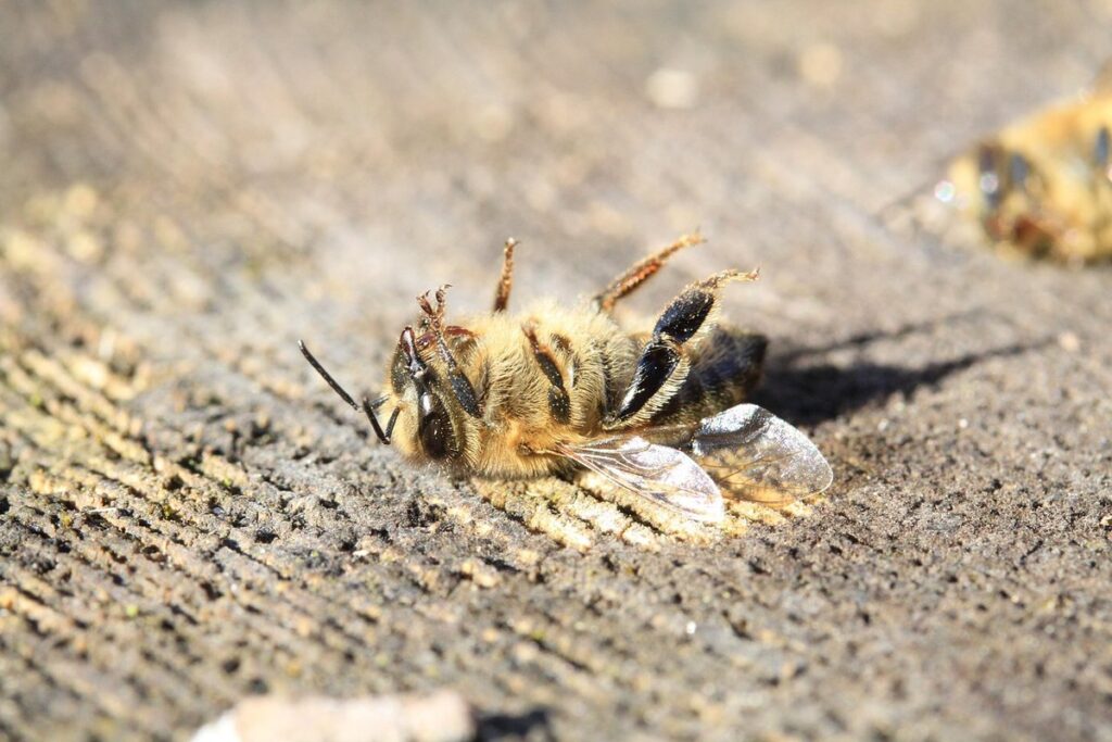 do all bees die after they sting in gardens