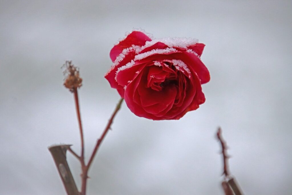 deadheading flowers